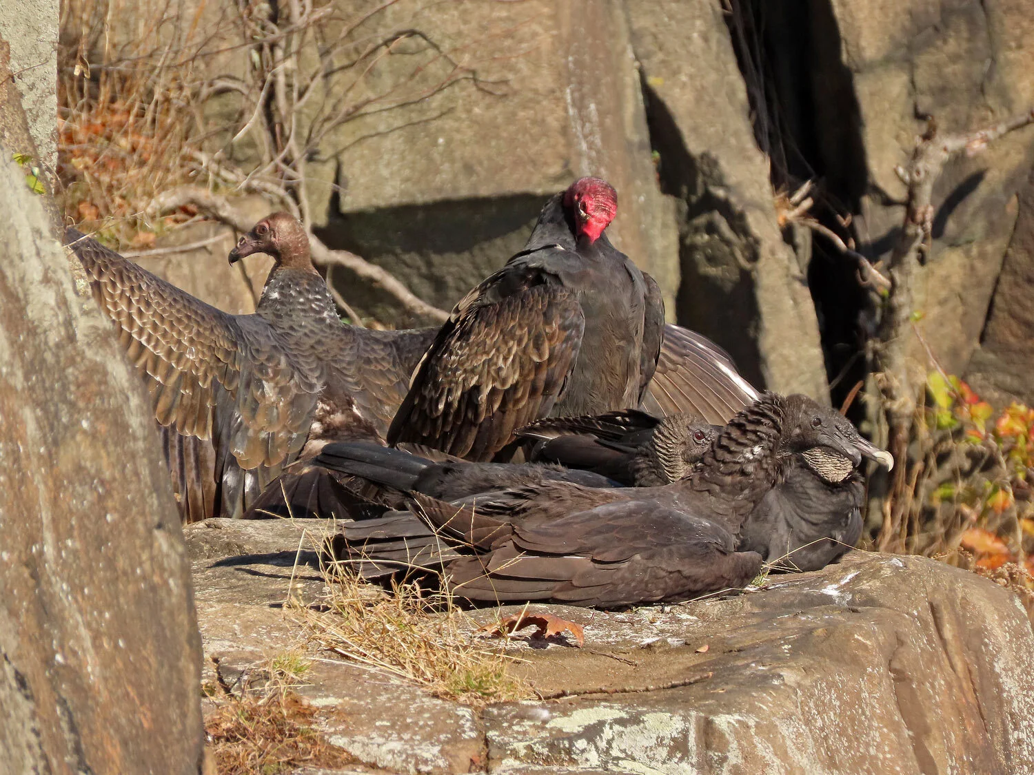 Black Vultures — Susan Kirby